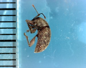  ( - CJWBP_Arino-1_W0167)  @13 [ ] Copyright (2013) Unspecified Specimen depository of the Graduate School of Natural Sciences, Nagoya City University