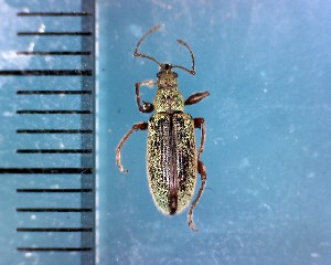  (Phyllobius ichihashii - CJWBP_Phich-1_W0173)  @13 [ ] Copyright (2013) Unspecified Specimen depository of the Graduate School of Natural Sciences, Nagoya City University
