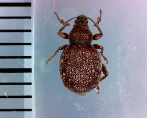  (Arrhaphogaster - CJWBP_Arino-2_W0284)  @14 [ ] Copyright (2013) Unspecified Specimen depository of the Graduate School of Natural Sciences, Nagoya City University