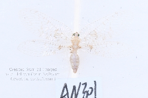  ( - AN301)  @11 [ ] c (2022) Xingyue Liu Entomological Museum of China Agricultural University (CAU), Beijing