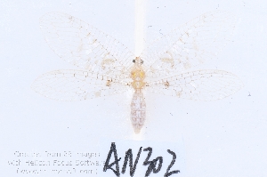  (Ankylopteryx ferruginea - AN302)  @11 [ ] c (2022) Xingyue Liu Entomological Museum of China Agricultural University (CAU), Beijing