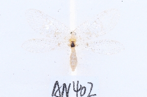  ( - AN402)  @11 [ ] c (2022) Xingyue Liu Entomological Museum of China Agricultural University (CAU), Beijing