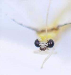  ( - CQ0101)  @11 [ ] c (2022) Xingyue Liu Entomological Museum of China Agricultural University (CAU), Beijing