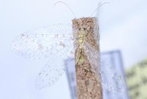  (Ankylopteryx diffluens - G25-CAU)  @11 [ ] c (2022) Xingyue Liu Entomological Museum of China Agricultural University (CAU), Beijing