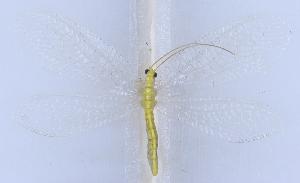  ( - GD1301)  @11 [ ] c (2022) Xingyue Liu Entomological Museum of China Agricultural University (CAU), Beijing