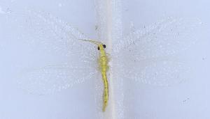  ( - GD1302)  @11 [ ] c (2022) Xingyue Liu Entomological Museum of China Agricultural University (CAU), Beijing
