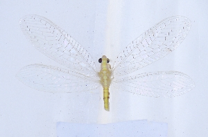  ( - GX1202)  @11 [ ] c (2022) Xingyue Liu Entomological Museum of China Agricultural University (CAU), Beijing