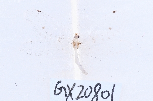  (Ankylopteryx gracilis - GX20801)  @11 [ ] c (2022) Xingyue Liu Entomological Museum of China Agricultural University (CAU), Beijing