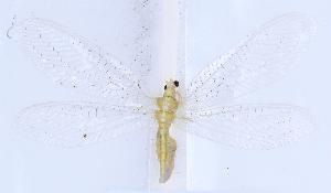  ( - SX0402)  @11 [ ] c (2022) Xingyue Liu Entomological Museum of China Agricultural University (CAU), Beijing