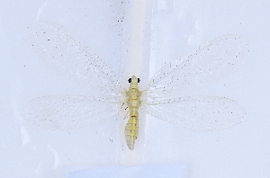  ( - SX0403)  @11 [ ] c (2022) Xingyue Liu Entomological Museum of China Agricultural University (CAU), Beijing