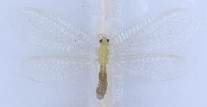  ( - XZ1103)  @11 [ ] c (2022) Xingyue Liu Entomological Museum of China Agricultural University (CAU), Beijing