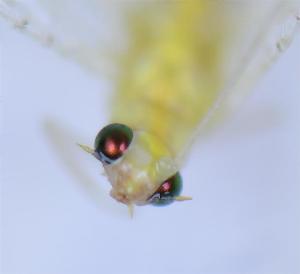  ( - YN0703)  @11 [ ] c (2022) Xingyue Liu Entomological Museum of China Agricultural University (CAU), Beijing