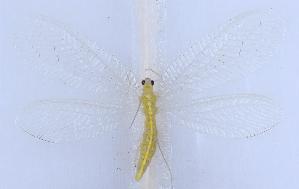  ( - YN0902)  @11 [ ] c (2022) Xingyue Liu Entomological Museum of China Agricultural University (CAU), Beijing