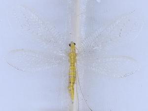  ( - YN0903)  @11 [ ] c (2022) Xingyue Liu Entomological Museum of China Agricultural University (CAU), Beijing