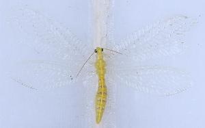  ( - YN1601)  @11 [ ] c (2022) Xingyue Liu Entomological Museum of China Agricultural University (CAU), Beijing