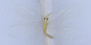  ( - YN40202)  @11 [ ] c (2022) Xingyue Liu Entomological Museum of China Agricultural University (CAU), Beijing