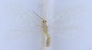  ( - YN4501)  @11 [ ] c (2022) Xingyue Liu Entomological Museum of China Agricultural University (CAU), Beijing