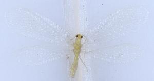  ( - YN4502)  @11 [ ] c (2022) Xingyue Liu Entomological Museum of China Agricultural University (CAU), Beijing