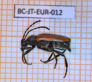  ( - BC-JT-EUR-012)  @11 [ ] Copyright (2020) Julien Touroult Museum national d'Histoire naturelle