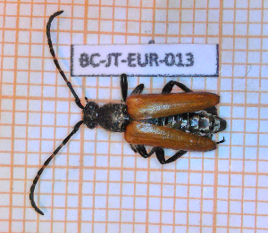  ( - BC-JT-EUR-013)  @11 [ ] Copyright (2020) Julien Touroult Museum national d'Histoire naturelle