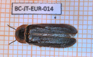  (Lampyris iberica - BC-JT-EUR-014)  @11 [ ] Copyright (2020) Julien Touroult Museum national d'Histoire naturelle