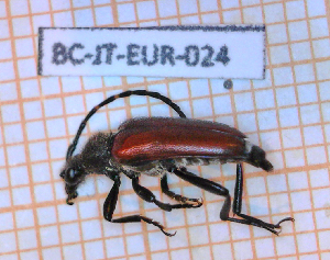  ( - BC-JT-EUR-024)  @11 [ ] Copyright (2020) Julien Touroult Museum national d'Histoire naturelle