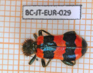  ( - BC-JT-EUR-029)  @11 [ ] Copyright (2020) Julien Touroult Museum national d'Histoire naturelle