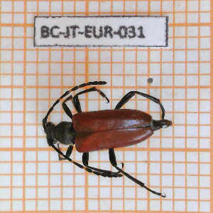 (Stictoleptura simplonica - BC-JT-EUR-031)  @11 [ ] Copyright (2020) Julien Touroult Museum national d'Histoire naturelle