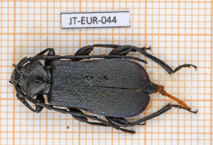  (Ropalopus ungaricus - JT-EUR-044)  @11 [ ] CC-By (2021) Julien Touroult Muséum national d'histoire naturelle, Paris
