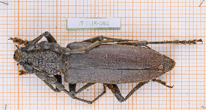  (Cerambyx carinatus - JT-EUR-082)  @11 [ ] CC-By (2021) Julien Touroult Muséum national d'histoire naturelle, Paris