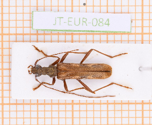  (Leptorhabdium - JT-EUR-084)  @11 [ ] CC-By (2021) Julien Touroult Muséum national d'histoire naturelle, Paris