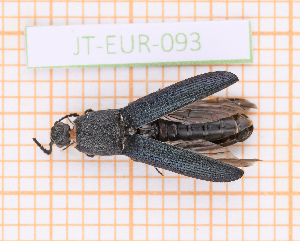  ( - JT-EUR-093)  @11 [ ] CC-By (2021) Julien Touroult Muséum national d'histoire naturelle, Paris