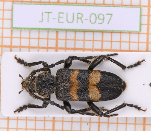  (Semanotus laurasii corsicus - JT-EUR-097)  @11 [ ] CC-By (2021) Julien Touroult Muséum national d'histoire naturelle, Paris