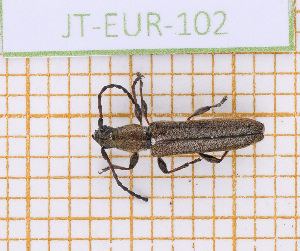  (Deilus fugax - JT-EUR-102)  @11 [ ] CC-By (2021) Julien Touroult Muséum national d'histoire naturelle, Paris