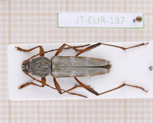  (Isotomus barbarae - JT-EUR-137)  @11 [ ] CC-By (2021) Julien Touroult Muséum national d'histoire naturelle, Paris