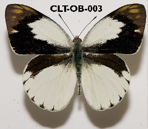  (Colotis eris - CLT-OB-003)  @15 [ ] Copyright (2009) Vazrick Nazari Unspecified
