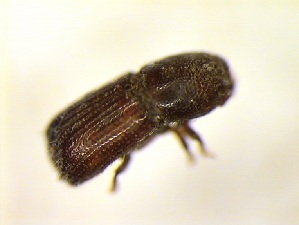  (Cyrtogenius luteus - 6345_)  @11 [ ] CreativeCommons - Attribution Share-Alike (2025) Courtial Institut National de la Recherche Agronomique, Zoologie Forestiere