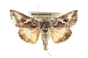  ( - BIOUG02040-E02)  @13 [ ] CreativeCommons - Attribution (2012) CBG Photography Group Centre for Biodiversity Genomics