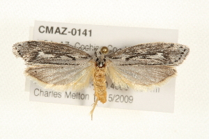  ( - CMAZ-0141)  @13 [ ] CreativeCommons - Attribution (2010) CBG Photography Group Centre for Biodiversity Genomics