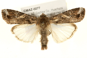  (Spodoptera frugiperda sp. 2 - CMAZ-0277)  @15 [ ] CreativeCommons - Attribution (2010) CBG Photography Group Centre for Biodiversity Genomics