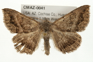  ( - CMAZ-0041)  @11 [ ] CreativeCommons - Attribution (2009) CBG Photography Group Centre for Biodiversity Genomics