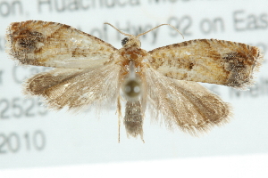  (Epinotia castaneana - CMAZ-0704)  @14 [ ] CreativeCommons - Attribution (2010) CBG Photography Group Centre for Biodiversity Genomics