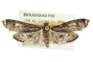  (Petrophila schaefferalis - BIOUG02042-F09)  @15 [ ] CreativeCommons - Attribution (2012) CBG Photography Group Centre for Biodiversity Genomics