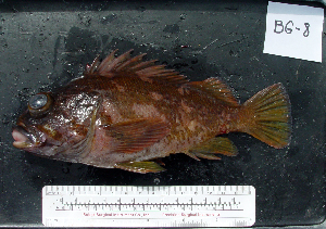  (Sebastes carnatus - BG-8)  @13 [ ] No Rights Reserved (2009) Coastal Marine Biolabs Coastal Marine Biolabs