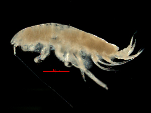  (Harpiniopsis fulgens - MBI-SCCWRP-00124)  @11 [ ] CreativeCommons - Attribution Non-Commercial (2011) Southern California Coastal Water Research Southern California Coastal Water Research