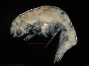  (Pleusymtes subglaber - MBI-SCCWRP-00138)  @11 [ ] CreativeCommons - Attribution Non-Commercial (2011) Southern California Coastal Water Research Southern California Coastal Water Research