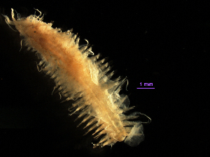  (Lepidasthenia longicirrata - MBI-SCCWRP-00205)  @11 [ ] CreativeCommons - Attribution Non-Commercial (2011) Southern California Coastal Water Research Southern California Coastal Water Research