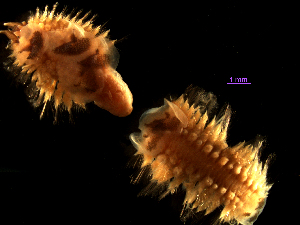  (Malmgreniella nigralba - MBI-SCCWRP-00220)  @13 [ ] CreativeCommons - Attribution Non-Commercial (2011) Southern California Coastal Water Research Southern California Coastal Water Research