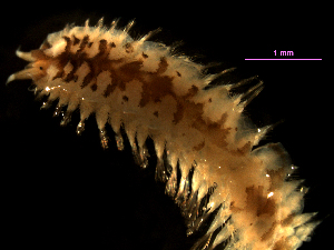  (Malmgreniella sp. A - MBI-SCCWRP-00222)  @11 [ ] CreativeCommons - Attribution Non-Commercial (2011) Southern California Coastal Water Research Southern California Coastal Water Research