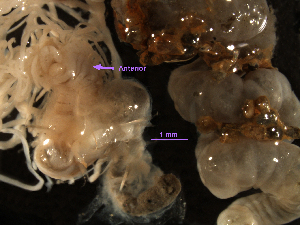  (Streblosoma crassibranchia - MBI-SCCWRP-00311)  @11 [ ] CreativeCommons - Attribution Non-Commercial (2011) Southern California Coastal Water Research Southern California Coastal Water Research